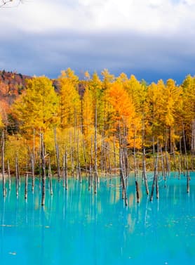 23517 ทัวร์ญี่ปุ่น วัน 3 คืน CTS67 สวนชิกิไซโนะโอกะ โทมิตะฟาร์ม เนินแห่งพระพุทธเจ้า บ่อน้ำสีฟ้า 5 บิน ไทยแอร์เอเชียเอกซ์