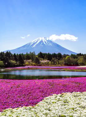 23582 ทัวร์ญี่ปุ่น วัน 3 คืน PJPNRT27-SL ชมวิว FUJIYAMA TOWER เทศกาลฟูจิดอกไม้ชิบะซากุระ หมู่บ้านน้าใส โอชิโนะฮักไก 5 บิน Thai Lion Air