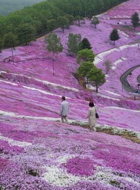 23660 ทัวร์ญี่ปุ่น วัน 4 คืน GO2CTS-TG080  เมืองโซอุนเคียว  ชมทุ่งดอกชิบะซากุระ คลองโอตารุ 6 บิน การบินไทย