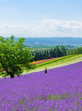 23756 ทัวร์ญี่ปุ่น วัน 3 คืน CVZCTS1 น้ำตกชิราฮิเกะ สวนดอกไม้ชิกิไซ โนะ โอกะ ย่านช้อปปิ้งทานุกิโคจิ ซูซูกิโนะ 5 บิน ไทยเวียตเจ็ท