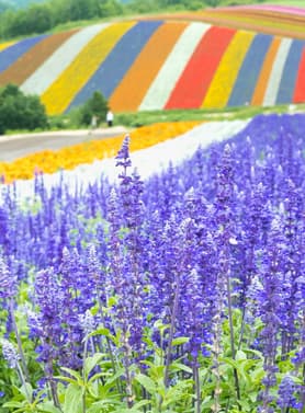 23811 ทัวร์ญี่ปุ่น วัน 3 คืน XJ355 ฟาร์มโทมิตะ เมืองซัปโปโร ย่านซูซูกิโนะ 5 บิน ไทยแอร์เอเชียเอกซ์