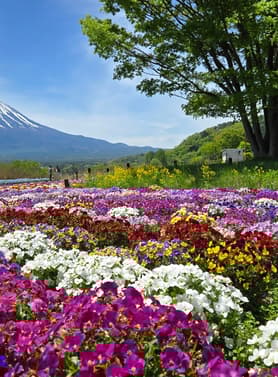 23880 ทัวร์ญี่ปุ่น วัน 3 คืน JVZ286 ฮาโกเนะ โกเทมบะ เอ้าท์เล็ต พักฟูจิออนเซ็น ฟรีเดย์หนึ่งวัน 5 บิน ไทยเวียตเจ็ท