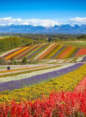 23894 ทัวร์ญี่ปุ่น วัน 3 คืน CTS69 อุทยานโมอาย ย่านเก่าทานุกิโคจิ ชมทุ่งดอกไม้เจ็ดสี อิสระหนึ่งวัน 5 บิน ไทยแอร์เอเชียเอกซ์