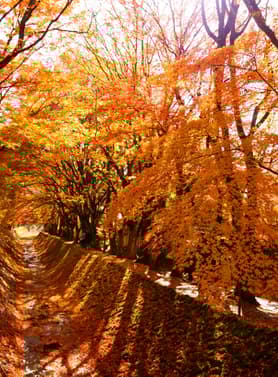 23927 ทัวร์ญี่ปุ่น วัน 4 คืน BT-KIX-NRT_A01_TG วัดคิโยมิซึ อุทยานคามิโคจิ ฮาคุบะ อุโมงค์เมเปิ้ล 7 บิน การบินไทย