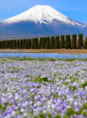 24088 ทัวร์ญี่ปุ่น วัน 4 คืน XJ357 สวนดอกไม้ฮานะโนะมิยาโกะ เกาะเอโนชิมะ วัดอาซากุสะ อิสระเที่ยวหนึ่งวัน 6 บิน ไทยแอร์เอเชียเอกซ์