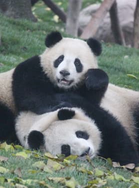 24106 ทัวร์จีน วัน 4 คืน WDTFU003 หุบเขาชวงเฉียวโกว ปี่เผิงโกว เมืองโบราณก้วนเสี้ยน หุบเขาหมีแพนด้า 5 บิน ไทยเวียตเจ็ท