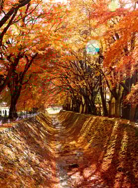 24336 ทัวร์ญี่ปุ่น วัน 4 คืน GO2NRT-TG100  อุโมงค์ใบเมเปิ้ล ศาลเจ้าโทโชคุ ถนนต้นแปะก๊วย อิสระเที่ยวหนึ่งวัน 6 บิน การบินไทย