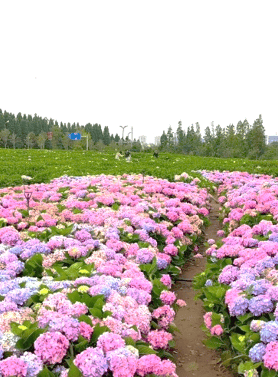 25253 ทัวร์จีน วัน 5 คืน สวนน้ำตกคุนหมิง ซานโตรินี่ เมืองโบราณซาซี เมืองเก่าไป๋ชา 6 บิน Kunming Airlines