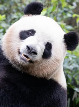 26085 ทัวร์จีน วัน 4 คืน อุทยานภูเขาสี่ดรุณี หุบเขาแพนด้า อิสระเที่ยวสองวัน 5 บิน เฉิงตู แอร์ไลน์