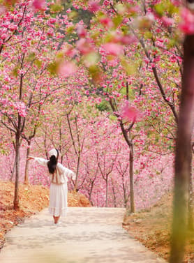 26157 ทัวร์จีน วัน 5 คืน สวนซากุระหมื่นต้น ภูเขาหมื่นยอด อุทยานไท่ผิงหู 6 บิน Kunming Airlines