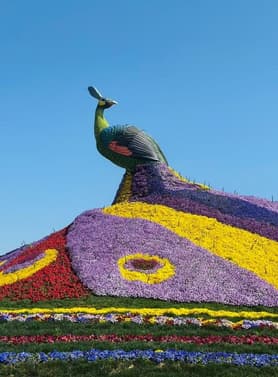 26930 ทัวร์จีน วัน 3 คืน ภูเขาหิมะเจียวจื่อ สวนดอกไม้ QICAI FLOWER SEA OF DOUNAN วัดหยวนทง 4 บิน Kunming Airlines