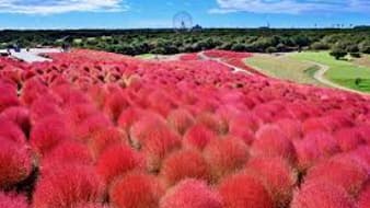 เตรียมบอกลาใบไม้เปลี่ยนสี เที่ยวไหนดีที่ญี่ปุ่น