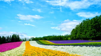 ฮอกไกโดหน้าร้อนก็เที่ยวได้