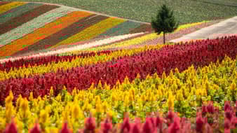 อยากชมความงามของดอกไม้ควรเที่ยวญี่ปุ่นช่วงไหนดี?