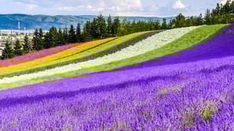 เที่ยวญี่ปุ่นฤดูร้อนกับ 5 ทุ่งดอกไม้ ดีต่อใจ ไม่ไปไม่ได้แล้ว