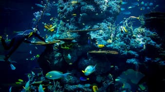 ตะลอนเที่ยว 1 วัน >> S.E.A. Aquarium พิพิธภัณฑ์สัตว์น้ำสุดอลังที่สิงคโปร์ !!