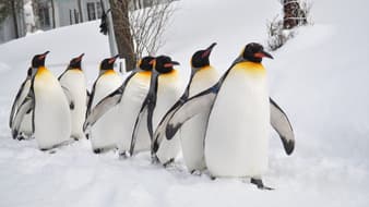 หนาวนี้ต้องมีฟิน!! รวม 10 สถานที่ท่องเที่ยวไฮไลท์ในญี่ปุ่น