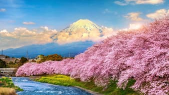 วางแผนเที่ยวชมซากุระอย่างไร ไม่ให้พลาดช่วง Full Bloom ?