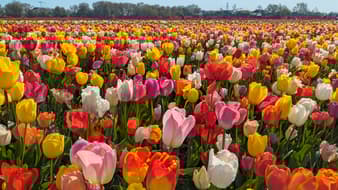 ชม ‘เทศกาลดอกทิวลิป’ ที่ประเทศแคนาดา พร้อมบอกประวัติความเป็นมาสุดเหลือเชื่อ