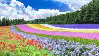 รวม 10 ทุ่งดอกไม้ในต่างประเทศ สายถ่ายรูปห้ามพลาด !!