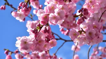 ชมซากุระทั้งทีต้องถูกต้น! 3 วิธีแยกต้นไหนคือซากุระ พลัม และดอกท้อ