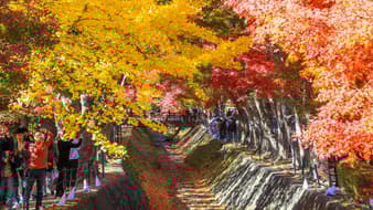 เที่ยวญี่ปุ่นครั้งนี้ห้ามพลาด! 8 พิกัด ชมใบไม้เปลี่ยนสีที่โตเกียว