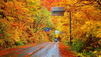 ไปเที่ยวชมใบไม้เปลี่ยนสีที่ไหนดี ได้ถ่ายรูปสวย 