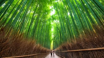 เที่ยวเกียวโต.. สวนป่าไผ่อาราชิยาม่า (Bamboo Groves Arashiyama) 