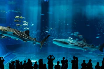 19573 ทัวร์ญี่ปุ่น วัน 3 คืน FD031 พิพิธภัณฑ์สัตว์น้ำชุราอูมิ โอกินาว่าเวิลด์ 4 บิน Thai AirAsia