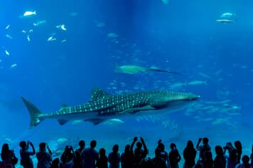 19688 ทัวร์ญี่ปุ่น วัน 3 คืน FD034 พิพิธภัณฑ์สัตว์น้ำชุราอูมิ ผามันซาโมะ 4 บิน Thai AirAsia