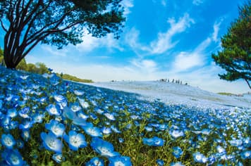 21439 ทัวร์ญี่ปุ่น วัน 4 คืน ZGHND-2610NH วัดอาซากุสะ ถนนนาคามิเซ ช้อปปิ้งชินจูกุ ศาลเจ้าโคมิตาเคะ 5 บิน All Nippon Airways