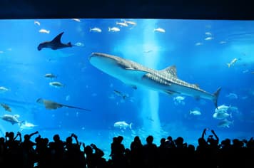 21450 ทัวร์ญี่ปุ่น วัน 4 คืน FD037 ศาลเจ้านามิโนะอุเอะ โอกินาว่าเวิลด์ ถ้ำธารมรกตเกียวคุเซ็นโด สวนพฤกษศาสตร์ตะวันออกเฉียงใต้ 5 บิน Thai AirAsia