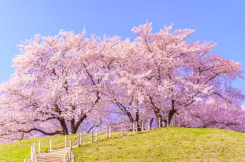 21738 ทัวร์ญี่ปุ่น วัน 4 คืน GO2NRT-TG093 หอระฆังโทคิโนะคาเนะ หลวงพ่อโต ไดบุตสิ โกเทมบะพรีเมี่ยมเอ้าเล็ต หมู่บ้านน้าใส โอชิโนะฮักไก (ซากุระ) 6 บิน การบินไทย