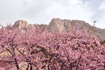 21758 ทัวร์เกาหลี วัน 3 คืน WEKR-CNXSSB2026เ กาะนามิ เอเวอร์แลนด์ธีมปาร์ค ร่วมเทศกาลดอกพ็อดกดบาน ที่ซอรัค และเอเวอร์แลนด์ 5 บิน Jeju Air