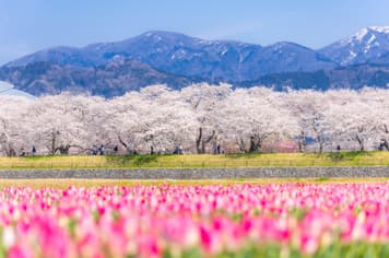 22201 ทัวร์ญี่ปุ่น วัน 4 คืน อาซาฮีฟุนะกาว่า หมู่บ้านชิราคาวาโกะ ช้อปปิ้งชินไซบาชิ 7 บิน Singapore Airlines