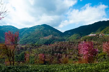 22357 ทัวร์จีน วัน 4 คืน SHMUKMG32 หุบเขาซากุระ อุทยานป่าหิน โหลวผิง น้ำตกเก้ามังกร 5 บิน China Eastern Airlines