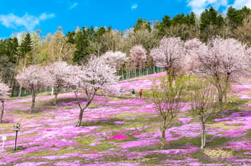 22463 ทัวร์ญี่ปุ่น วัน 3 คืน ZGHND-2614NH วัดอาซากุสะ คาวาโกเอะ ถนนคุระซึคุริ หอนาฬิกาโทคิโนะคาเนะ 6 บิน All Nippon Airways