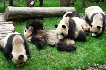 22497 ทัวร์จีน วัน 2 คืน ZGTFU-26113U ศูนย์อนุรักษ์แพนด้า ร้านหนังสือจงซูเก๋อ สะพานหนานเฉียว 4 บิน Sichuan Airlines