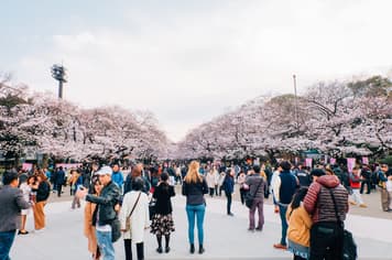 22512 ทัวร์ญี่ปุ่น วัน 3 คืน NRT61 สวนอูเอโนะ สวนจิโดริงะฟูจิ ชมซากุระริมทะเลสาปคาวากูจิโกะ เมกุโระ 5 บิน ไทยแอร์เอเชียเอกซ์