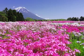 22537 ทัวร์ญี่ปุ่น วัน 4 คืน GO2NGO-TG073 กำแพงหิมะ เขื่อนคุโรเบะ Pinkmoss วัดเซ็นโคจิ 7 บิน การบินไทย