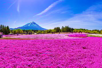 22557 ทัวร์ญี่ปุ่น วัน 4 คืน JPL-NGO-08 ซากุระปราสาททาคาทาโตะ สวนดอกไม้นานาชนิดฟุนางาวะ ล่องเรือชมซากุระแม่น้ำมัตสึคาวะ 6 บิน การบินไทย