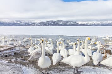 22582 ทัวร์ญี่ปุ่น วัน 4 คืน GK4312XJ ตลาดปลาคุชิโระ หมู่บ้านชนเผ่าไอนุ สวนชิคิไซโนะไอกะ สวนสัตว์อาซาฮิยาม่า 6 บิน ไทยแอร์เอเชียเอกซ์