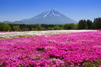 22595 ทัวร์ญี่ปุ่น วัน 3 คืน BT-NRT_S07_XJ พงค์มอส วัดอาซากุสะ โอชิโนะฮัคไค ชินจูกุ 5 บิน ไทยแอร์เอเชียเอกซ์