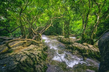 22636 ทัวร์จีน วัน 5 คืน SHMUKMGKWE3 สวนกุหลาบพันปีร้อยลี้ สวนซากุระผิงป้า หมู่บ้านชนเผ่าแม้วซีเจียง อุทยานเสี่ยวชีโขง (ซากุระ) 6 บิน China Eastern Airlines