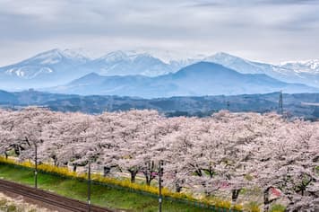 22709 ทัวร์ญี่ปุ่น วัน 4 คืน GO2SDJ-XJ007 วัดซูซอนจิ หมู่บ้านซามูไร ล่องเรืออ่าวมัตสึชิมะชมซากุระพันต้น ฮิโตะเมะ เซ็มบงซากุระ (ซากุระ) 6 บิน ไทยแอร์เอเชียเอกซ์