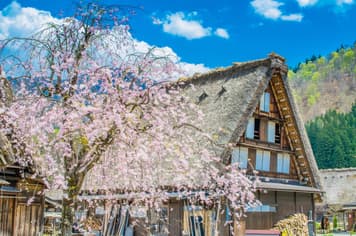 22843 ทัวร์ญี่ปุ่น วัน 4 คืน PJPKIX05-VZ  ตลาดเช้าทาคายาม่า เมืองเก่าทาคายาม่า หมู่บ้านมรดกโลกชิราคาวาโกะ (ซากุระ) 6 บิน VietJet Air
