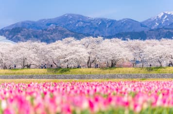 22881 ทัวร์ญี่ปุ่น วัน 4 คืน ZGNGO-2604SQ สวนอาซาฮีฟุนะกาว่า พระใหญ่ทากาโอกะ วัดคิโยมิสึ ตลาดปลาคุโรมง 7 บิน Singapore Airlines