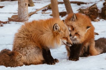 22924 ทัวร์ญี่ปุ่น วัน 3 คืน GO2SDJ-XJ010 เทือกเขาซาโอะ รูปปั้นไดเมียวดาเตะ มาซามุเนะ ถนนอิจิบังโจ หมู่บ้านสุนัขจิ้งจอกซาโอะ 5 บิน ไทยแอร์เอเชียเอกซ์