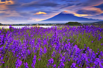 22934 ทัวร์ญี่ปุ่น วัน 3 คืน BT-NRT_S12_XJ วัดอาซากุสะ ถนนนากามิเสะ สวนโออิชิ ปาร์ค ชั้นที่ 5 ของภูเขาไฟฟูจิ 5 บิน ไทยแอร์เอเชียเอกซ์