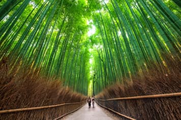 23058 ทัวร์ญี่ปุ่น วัน 3 คืน BT-KIX_S04_XJ ป่าไผ่อาราชิยาม่า สะพานโทเก็ตสึเคียว วัดคินคะคุจิ ศาลเจ้าฟูชิมิอินาริ 5 บิน ไทยแอร์เอเชียเอกซ์